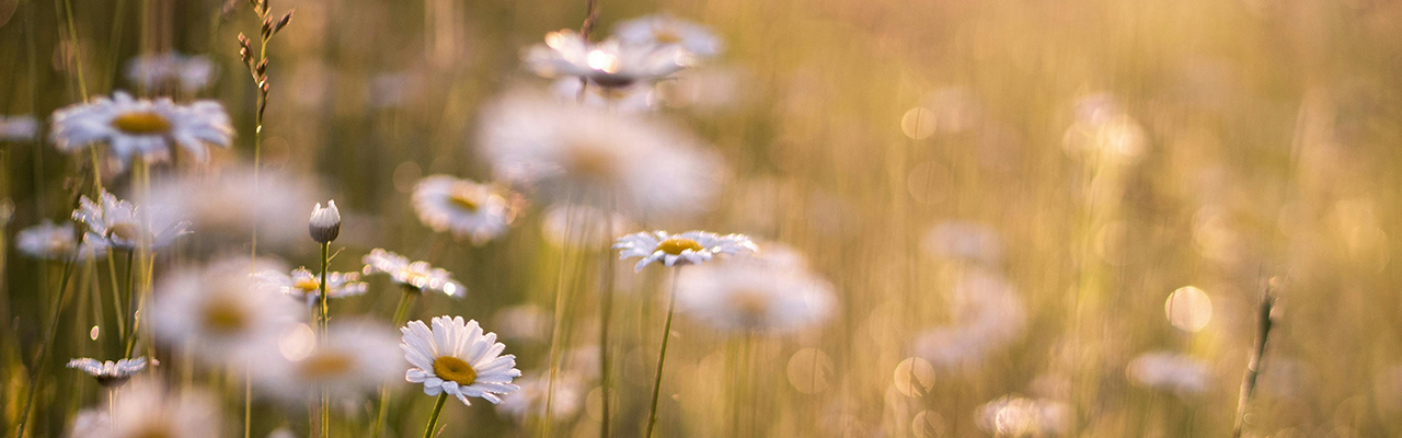 pexels-aaronburden-2535392