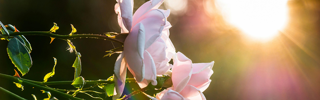 pexels-pixabay-221477