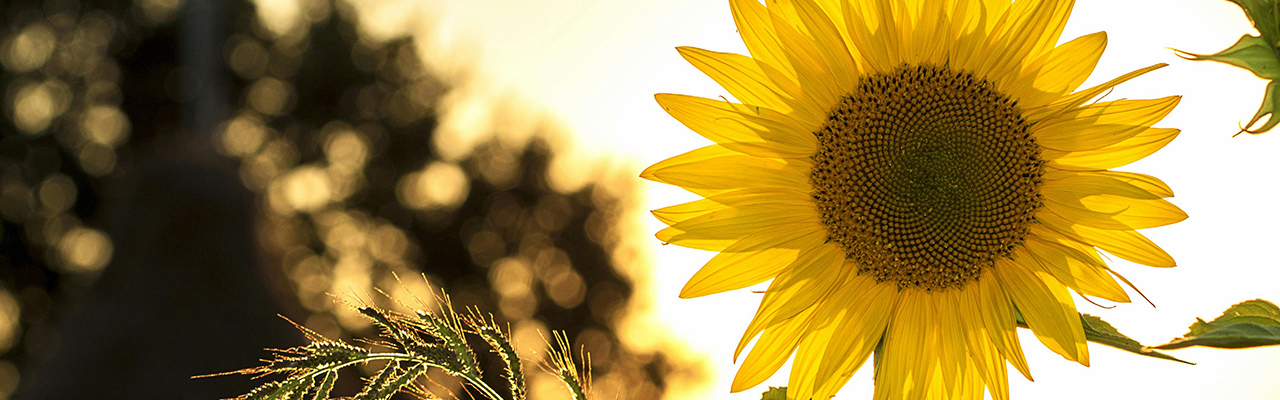 pexels-pixabay-33044